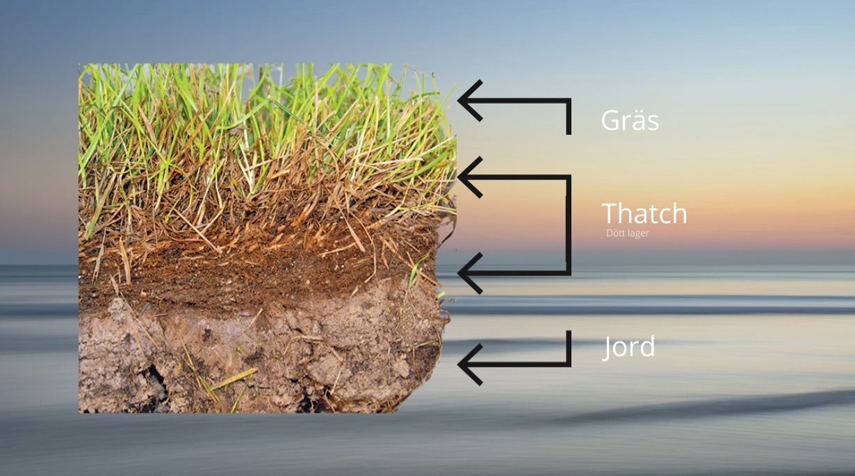 Dött gräs & växtdelar (Thatch)
